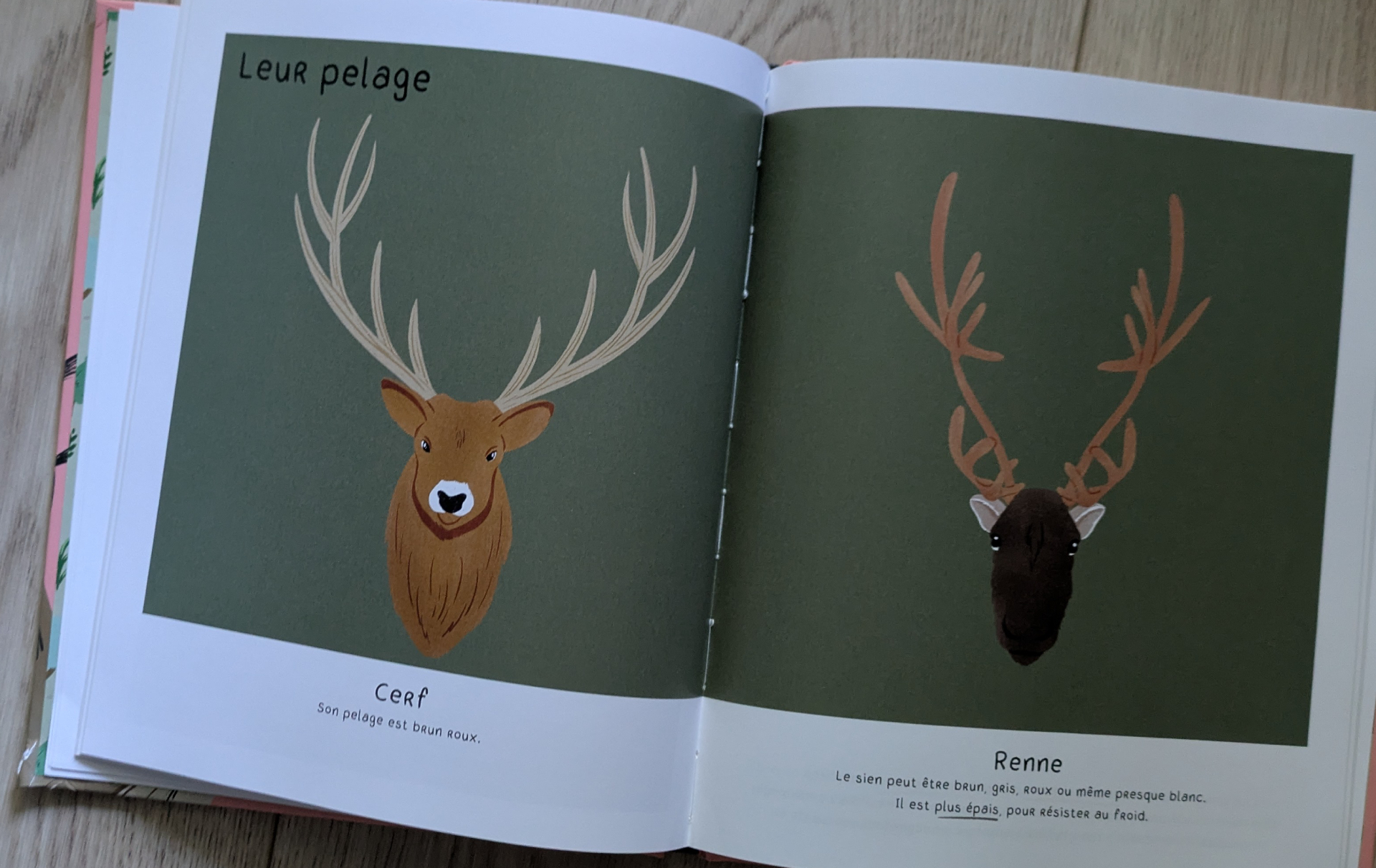 De très belles illustration sur la forêt