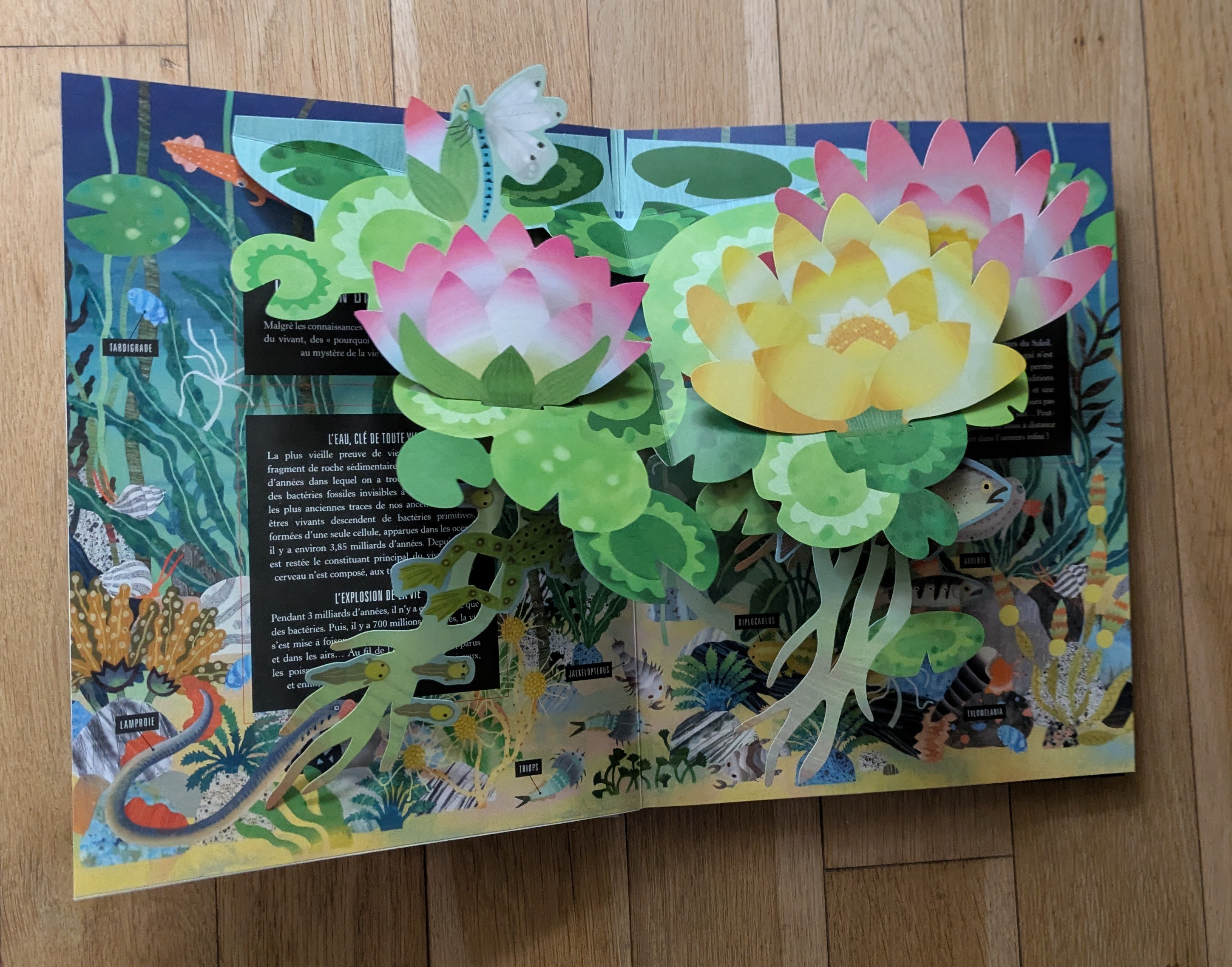 Des illustrations magnifiques