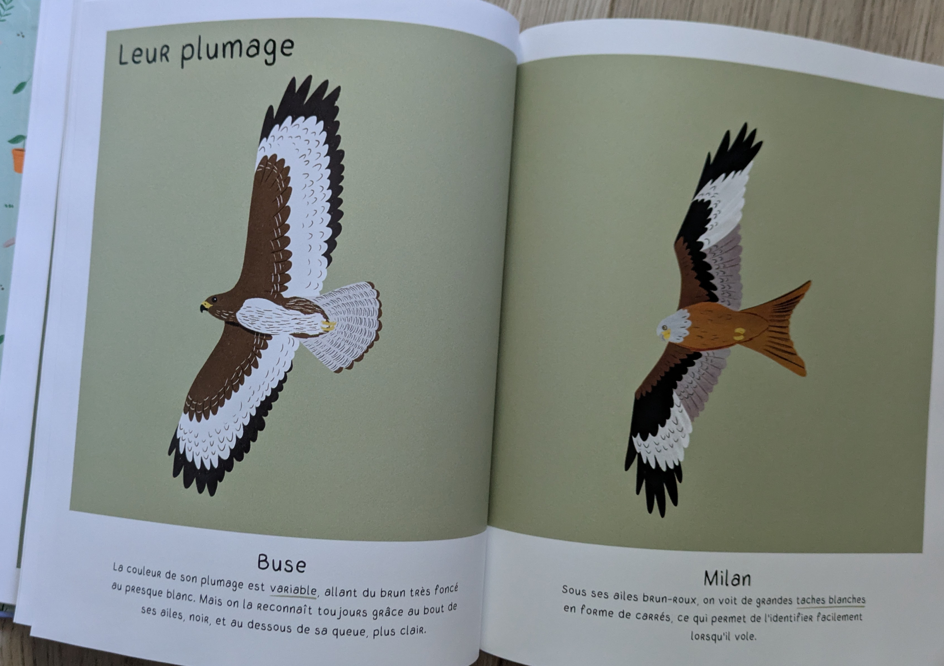 De très belles illustrations sur celui du jardin